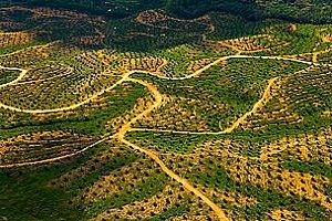 Les scientifiques condamnent la politique de l'UE sur les biocarburants